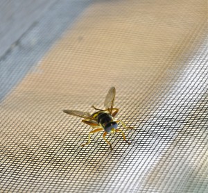 A fly on a fly screen